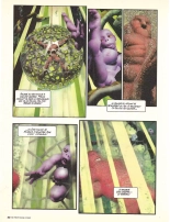 BD PENTHOUSE no. 17 : page 32