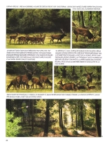 Le dernier brame : page 40