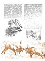 Le dernier brame : page 78